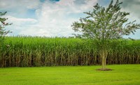 sugarcane-439880_1280.jpg
