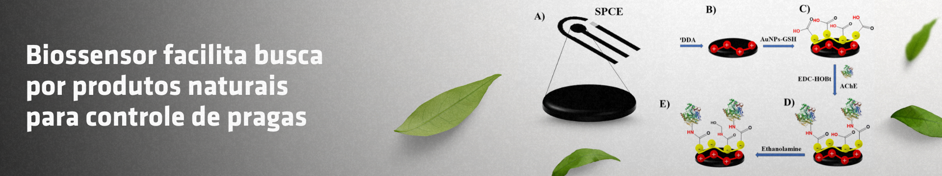 Biossensor facilita busca por produtos naturais para controle de pragas