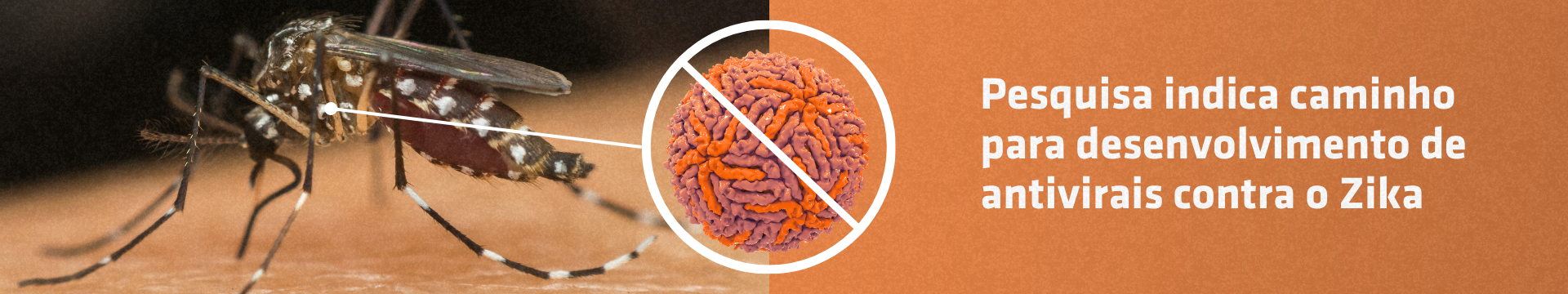 Pesquisa indica caminho para desenvolvimento de antivirais contra o Zika