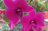 Campus Araras desenvolve novas variedades de orquídeas