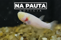 INCT sobre biodiversidade de peixes Neotropicais tem sede na UFSCar
