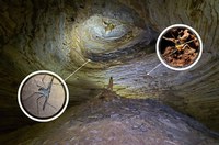 UFSCar estuda biodiversidade em cavernas de difícil acesso